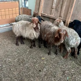 Garaköl Kisar Işşek.Gysyr Goyn