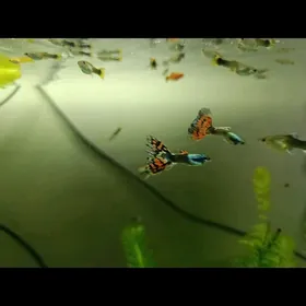 неоновые гуппи