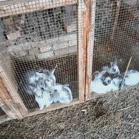 пол великан