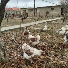 wyandotte beloe zoloto