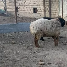 gisar goç goýun kisar