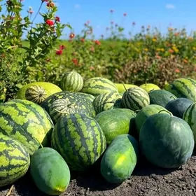 bagcylyk ekin meydan