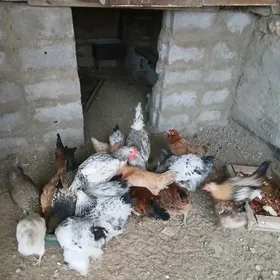 brama baýsok turkmen towuklar