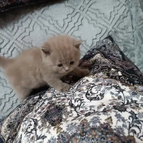 лиловый котёнок