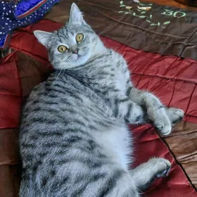 Кот на ВЯЗКУ