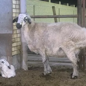 guzuly türkmen goýunlar