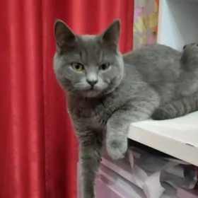 Pişik gerek kopeltmane