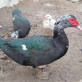 Indutga Ördek induk towuk gus