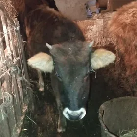 Okuz Tuwe 18-mal bar