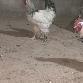 Balgat towugyn horozy