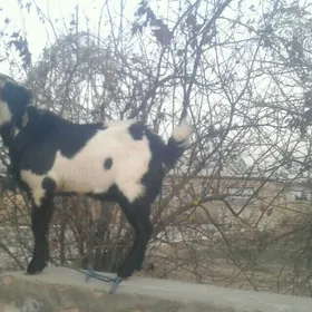 Пакистан метис овлак