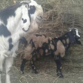 Пакистан Чебиш уркачы