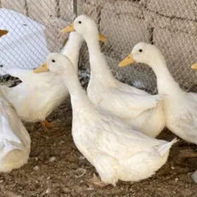 Ördek Indutga gus induk towuk