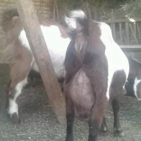 Пакистан гечи