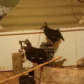 lohman sandy bruan jüýjeler