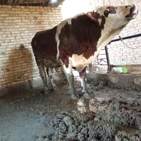 Simental tohumluk öküz