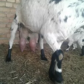 пакистан суйт гечиси