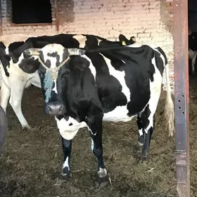 Гольштейн сыгыр