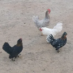 Арасса Япончик