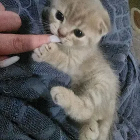 Шотландские котята