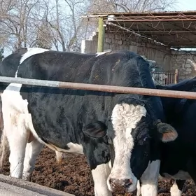 galysteyin sygyr we okiz