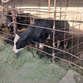 Öküz arassa golişdeyin