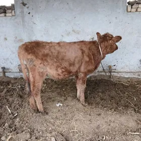 чёрный пйостыр унажын митиз