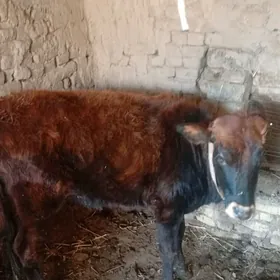 yuwas gunajyn onat yas mal