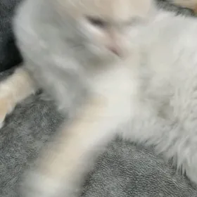 Отдам в добрые руки