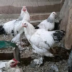 brama towuk ýumurtga