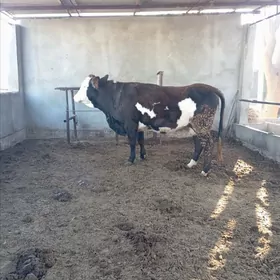 simental bogaz sygyr