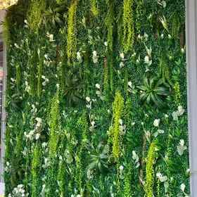 fito stena bezeg isi