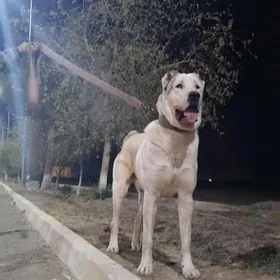 Akguş 1.yaş 10 ay bolup gelya