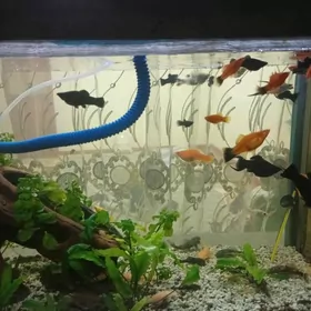 Balykly akwarium