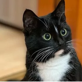 отдам котят в домашнии