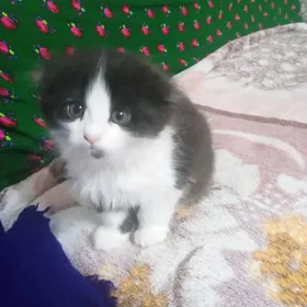 Шотландский вислоухий котенок