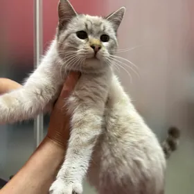 сиамская кошка