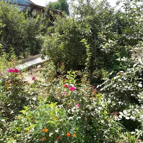 рассада вишни хор сорт крупный