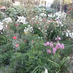 рассада роз разные крупные