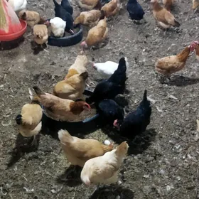 товук местный