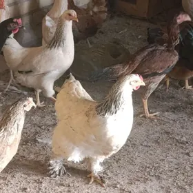 gegant broŷ towuklar