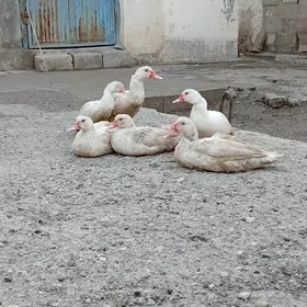 OrdekOrdek indawutka