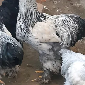 brama horazlar laset