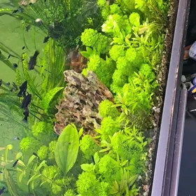 растения для аквариума