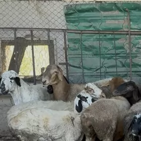 гисар гоюн кочках