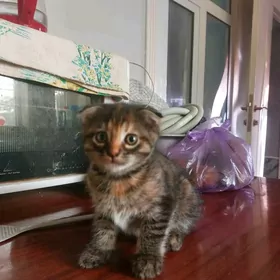 отдам в добрые руки