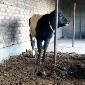 Tohum Öküz Gibrit 8 aýynda