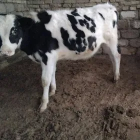 GALIȘTEY OKÜZ ARASSA