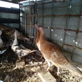 ИНДЮК АВГАН