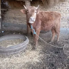 bakılıp duran öküz